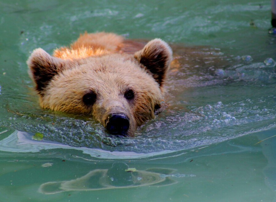 pexels-diego-madrigal-162471-539689 (1)