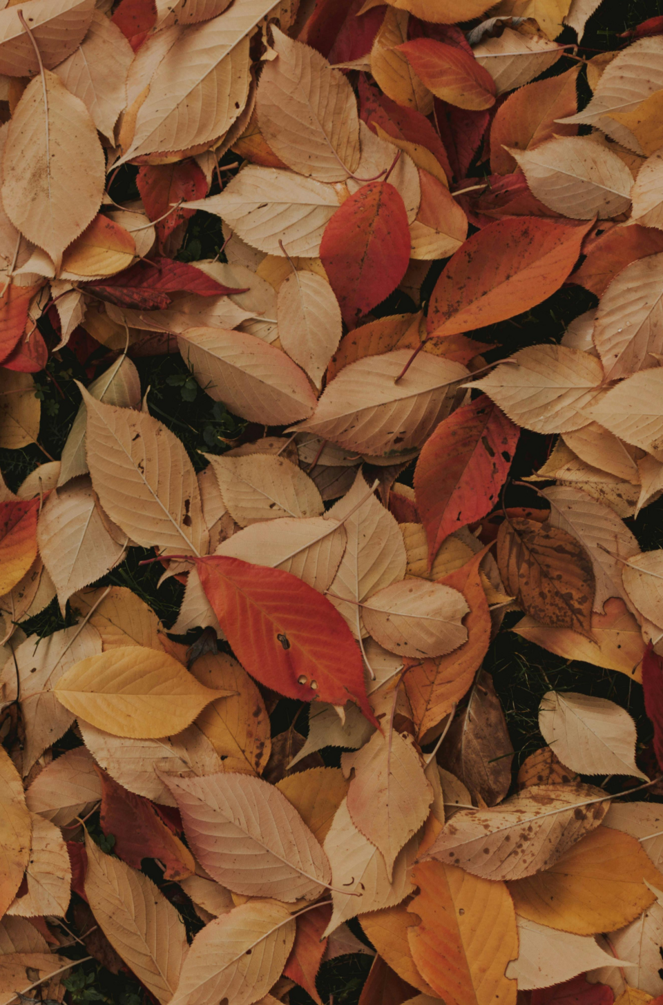 Starting Pictures Website (10)